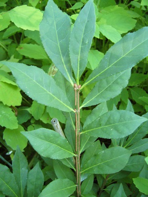 euonymus atropurpureus ( fusain pourpre )
